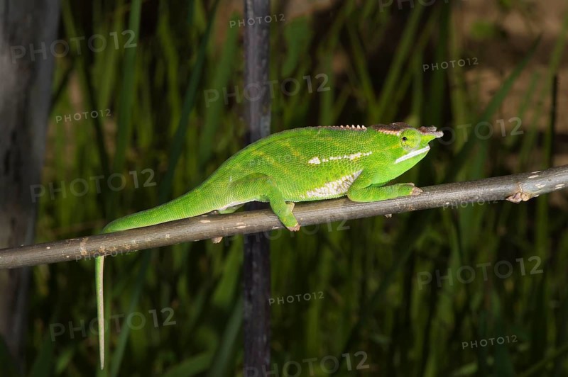 Tree-crowned chameleon