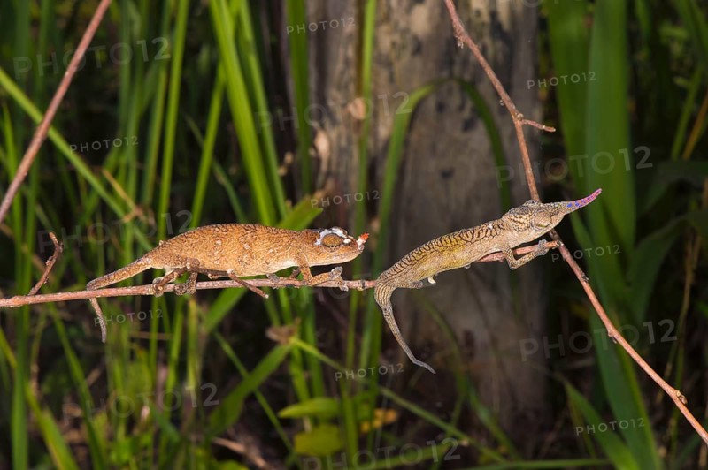 A pair of long-nosed chameleon