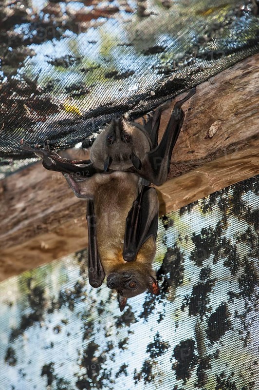 Madagascar Flying Fox or Madagascar