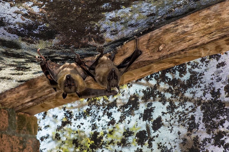 Madagascar Flying Fox or Madagascar