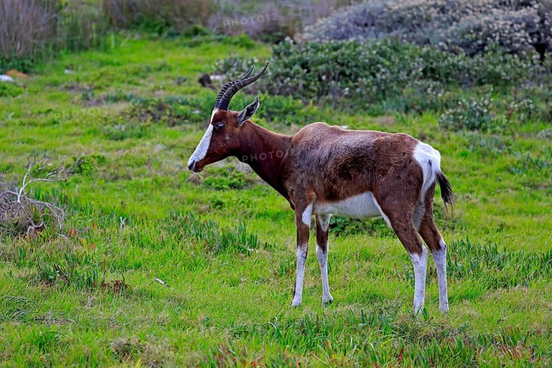 Bontebok