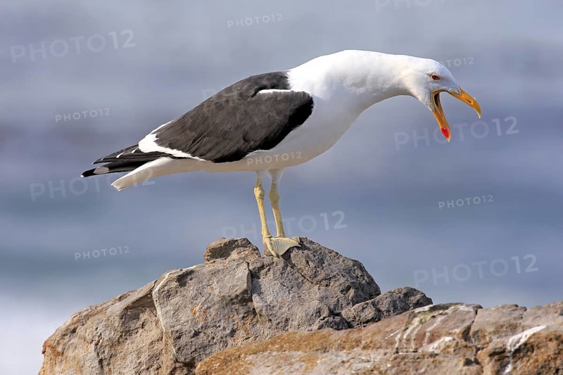 Kelp Gull