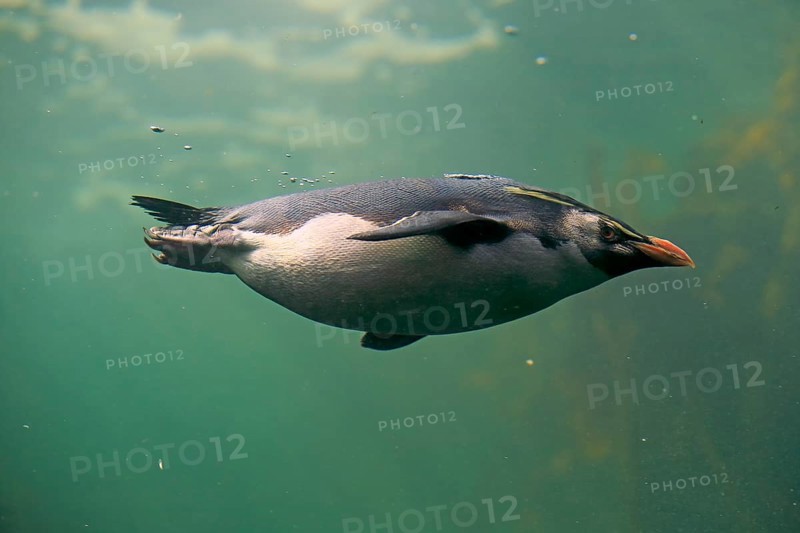 Southern rockhopper penguin