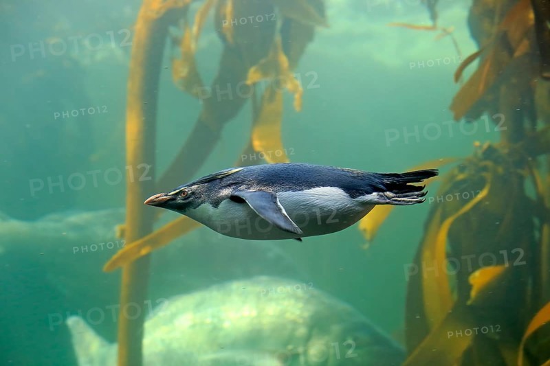 Southern rockhopper penguin