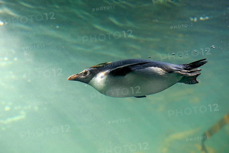 Southern rockhopper penguin
