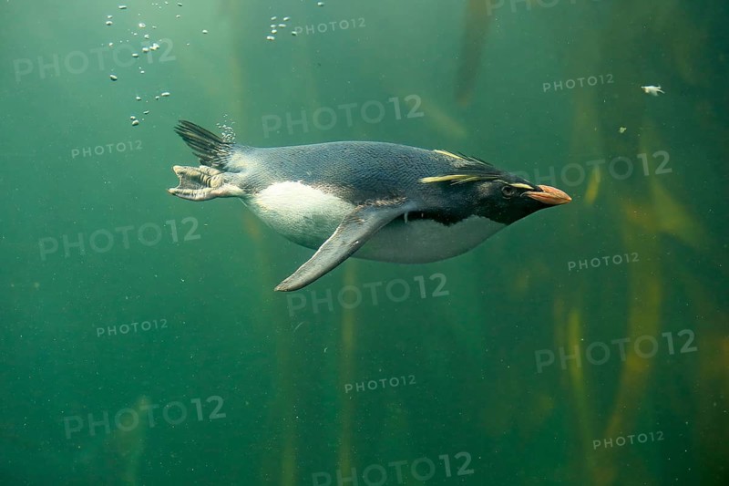 Southern rockhopper penguin