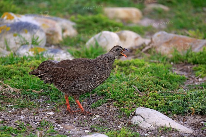Cape Francolin