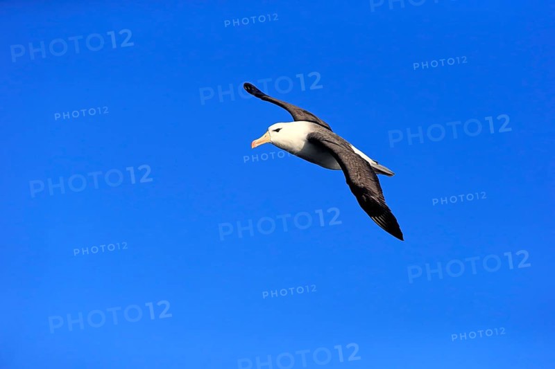 Black-browed albatross