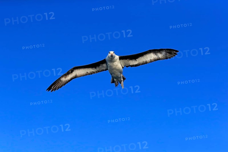 Black-browed albatross