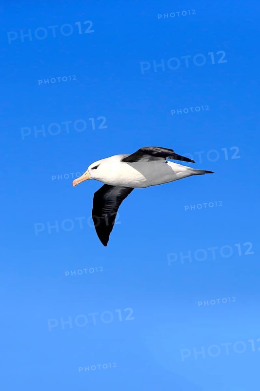 Black-Browed Albatross