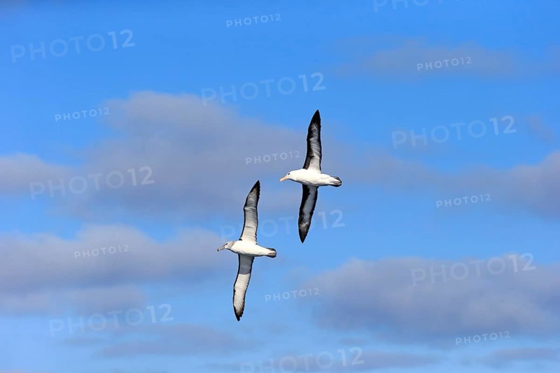 Black-Browed Albatross