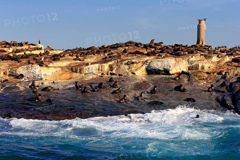 Cape fur seal