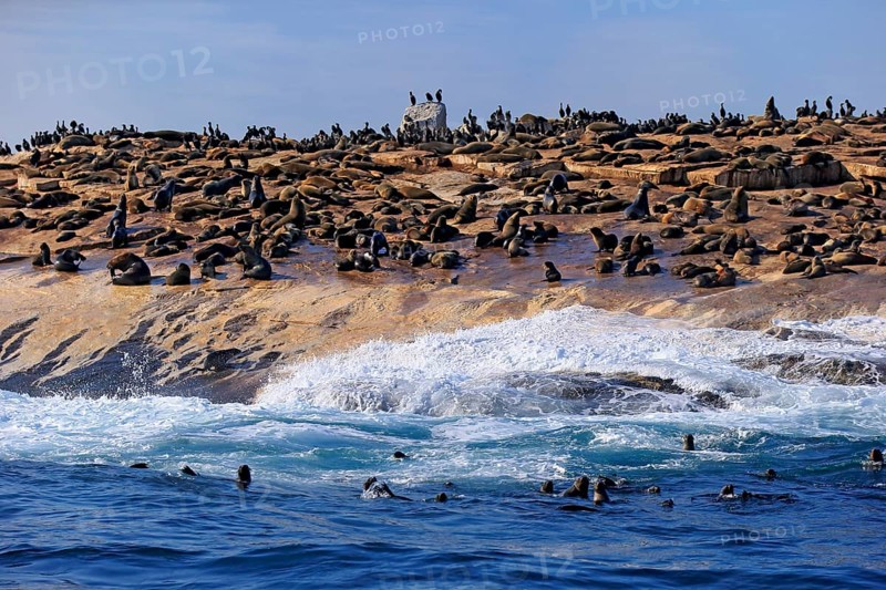 Cape fur seal