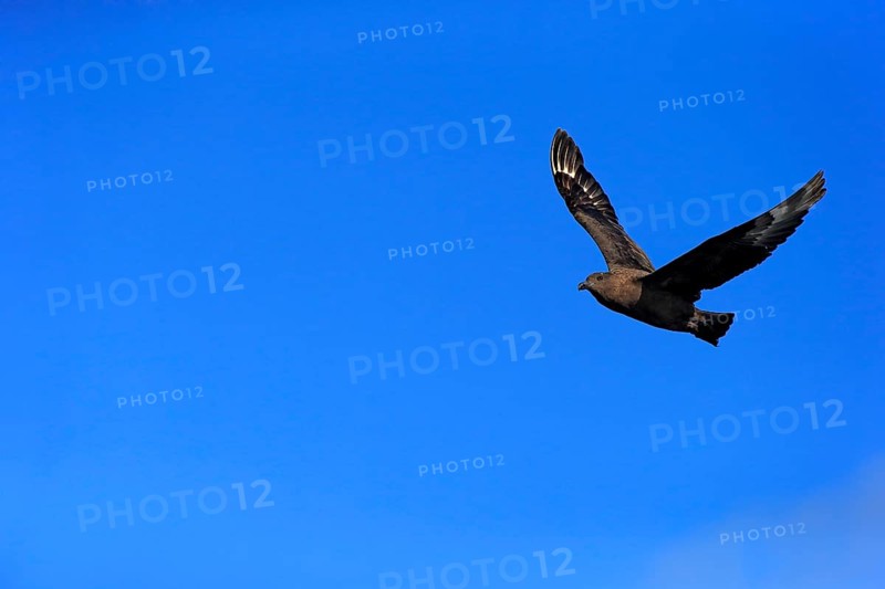 Subantarctic Skua