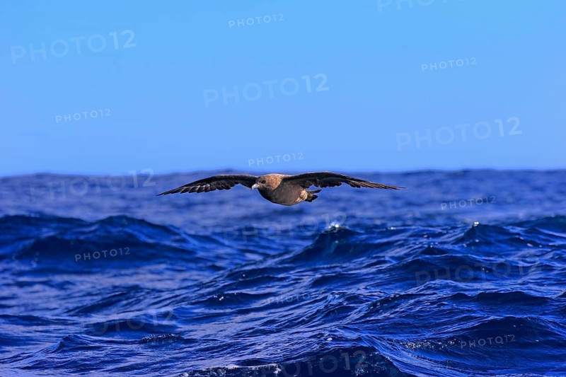 Subantarctic Skua