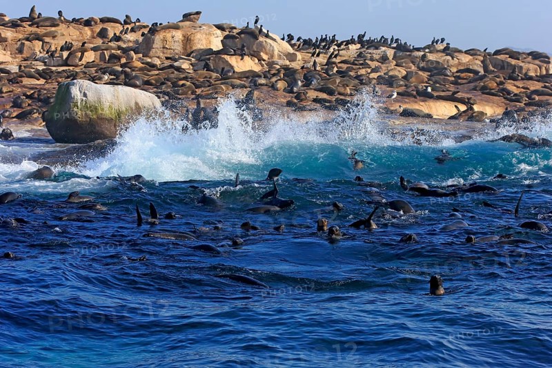 Cape fur seal