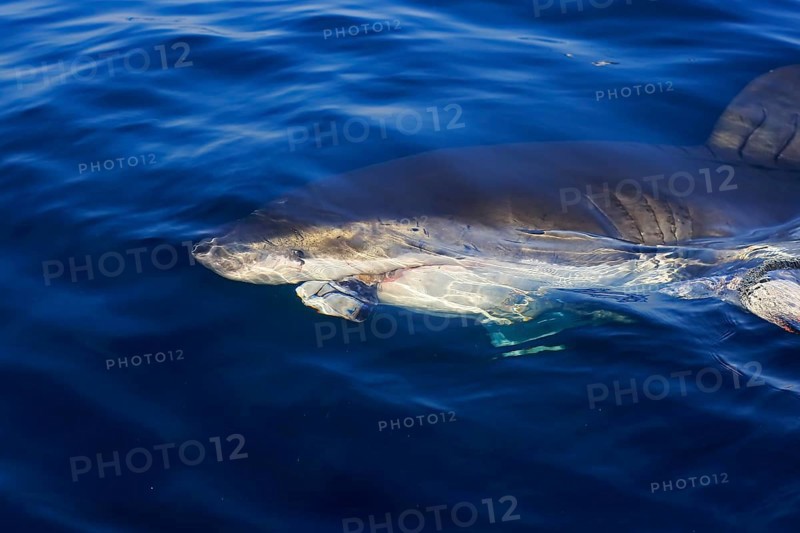 Great white shark