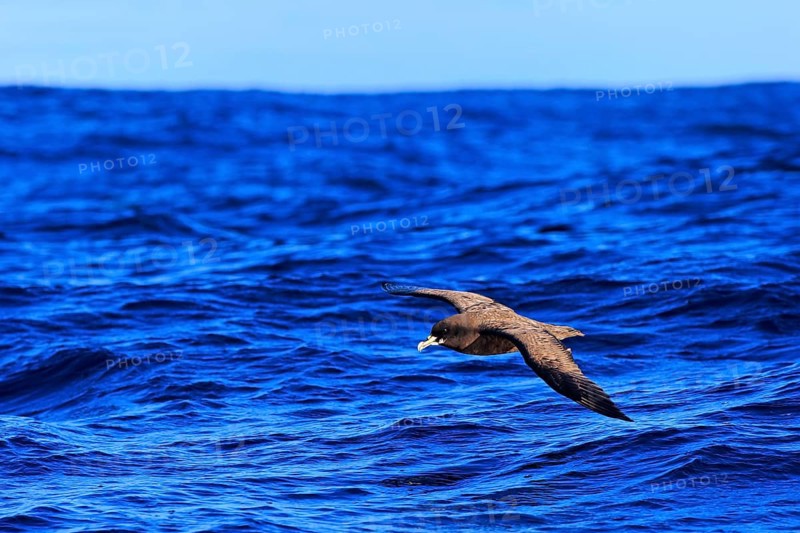 White-chinned petrel