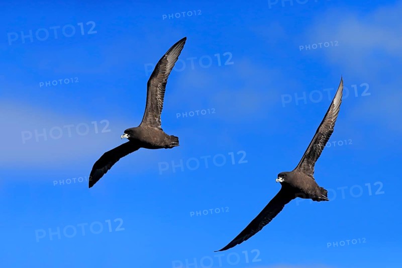 White-chinned petrel