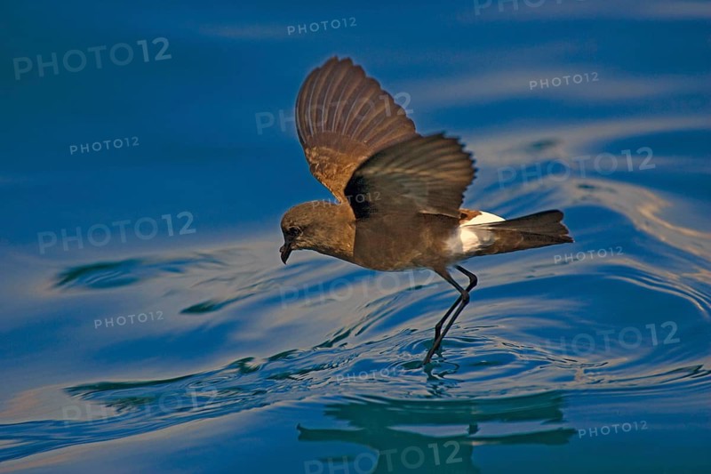 Elliot's Storm Petrel