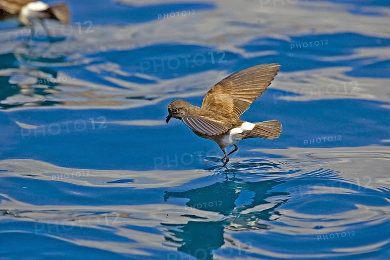 Elliot's Storm Petrel