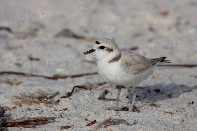 Kentish Plover