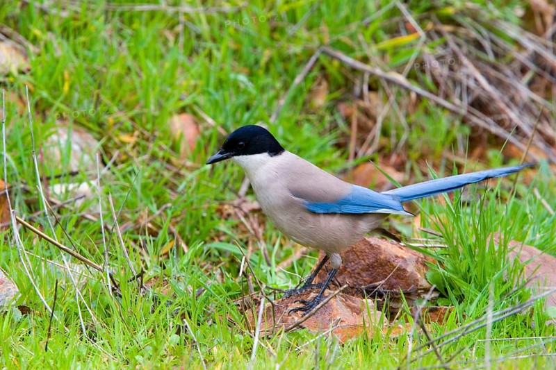 Azure-winged magpies