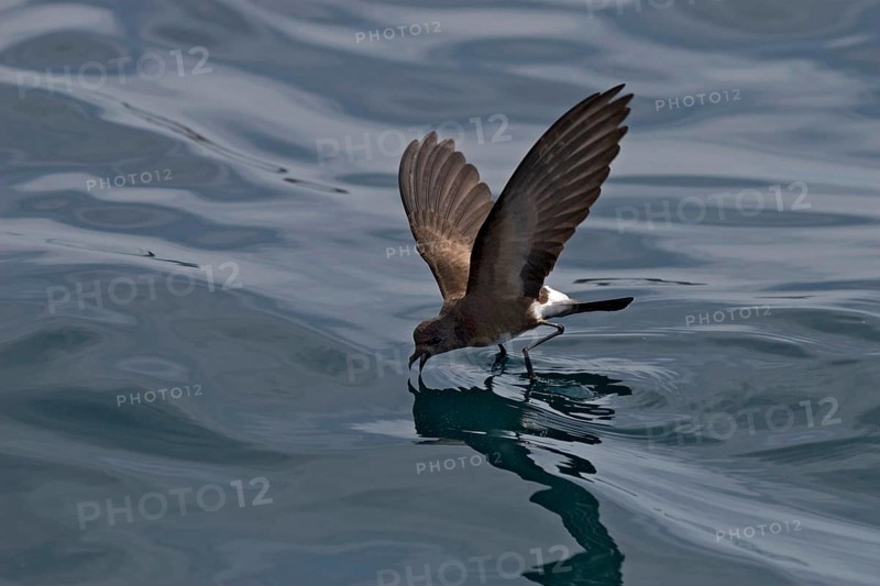 Elliot's or White Ventilated Storm Petrels Dance on the Sea