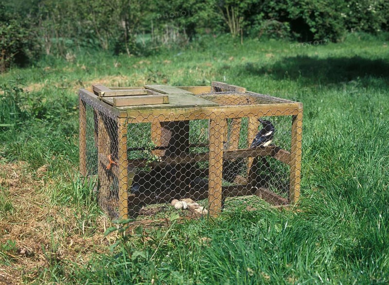 Magpie