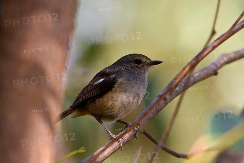 Madagascar Magpie Robin