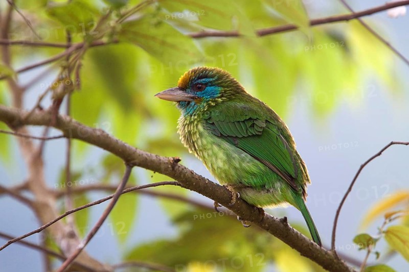 Golden-fronted Barbet