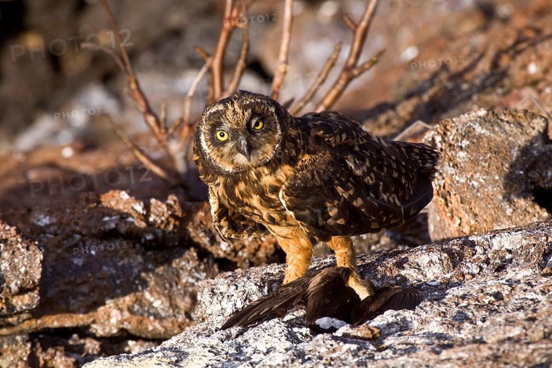 Galapagos Short-eared Owl with Galapagos Petrel she caught. Genovesa Island
