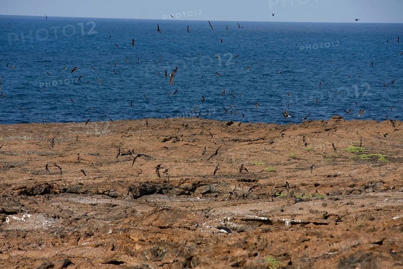Galapagos Storm Petrel