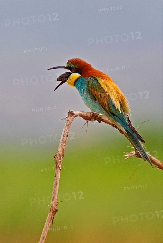 Bee-eater