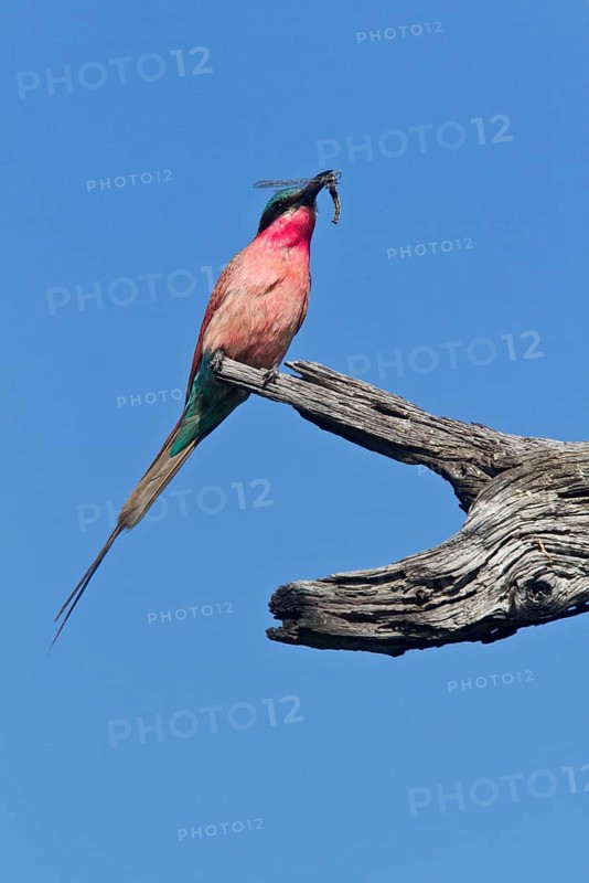 Southern carmine bee-eaters