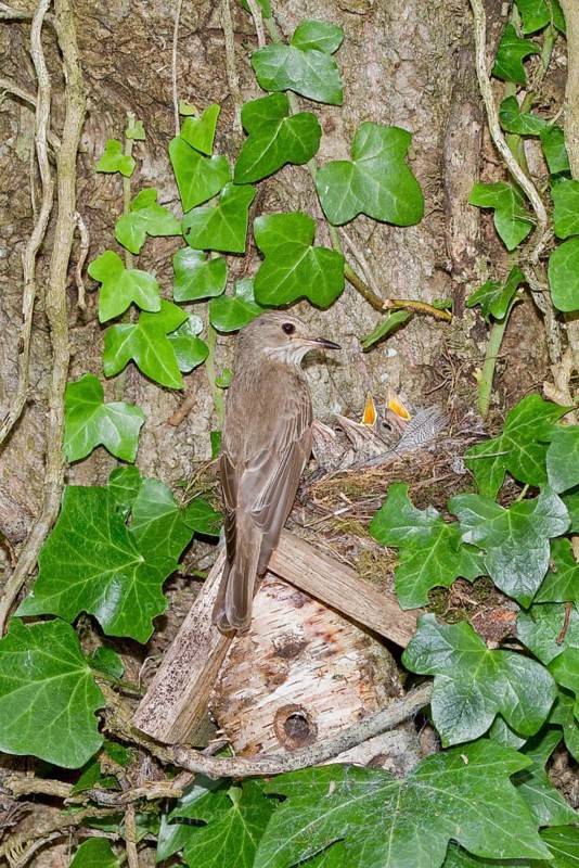 Spotted Flycatcher