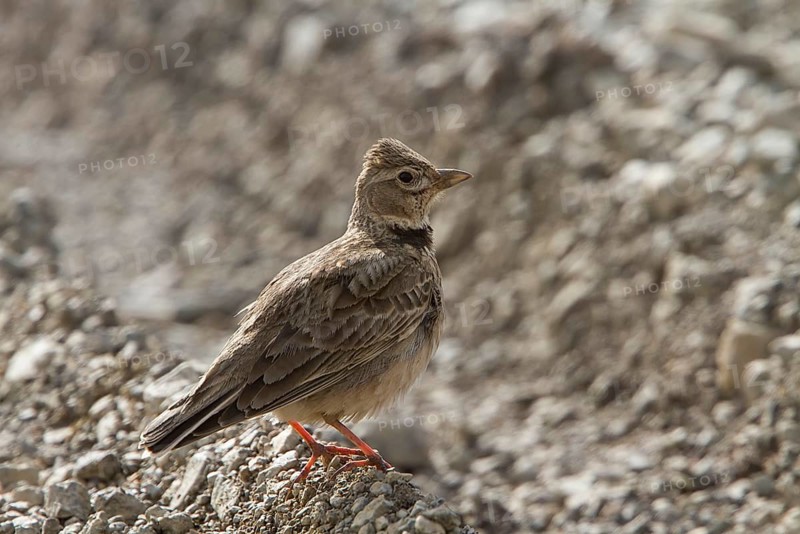 Calandra Lark