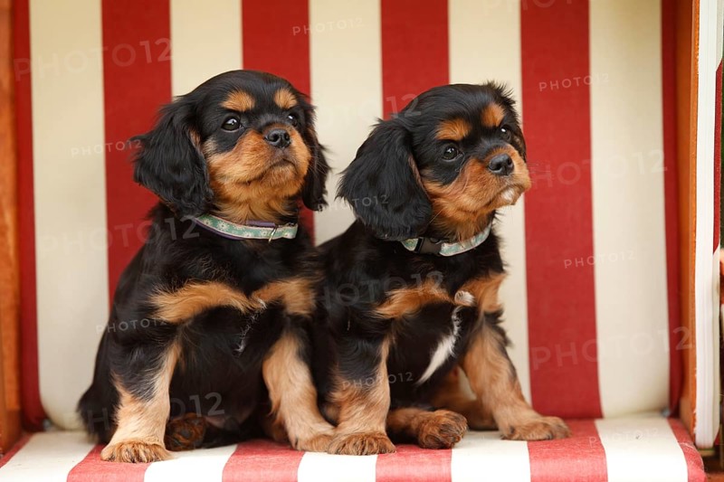 Cavalier King Charles Spaniel