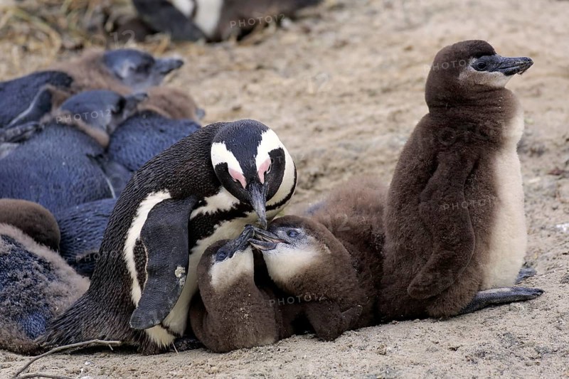 African penguins