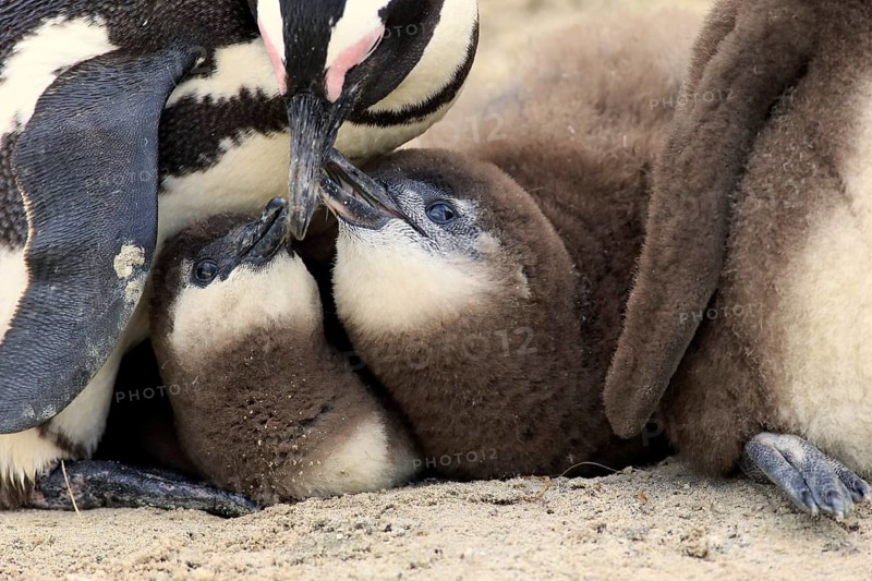 African penguin