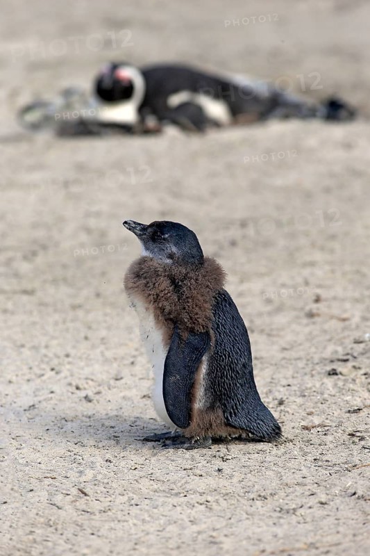 Gentoo african penguin