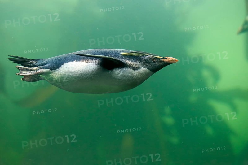Southern rockhopper penguin