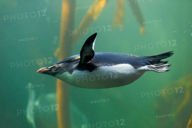 Southern rockhopper penguin