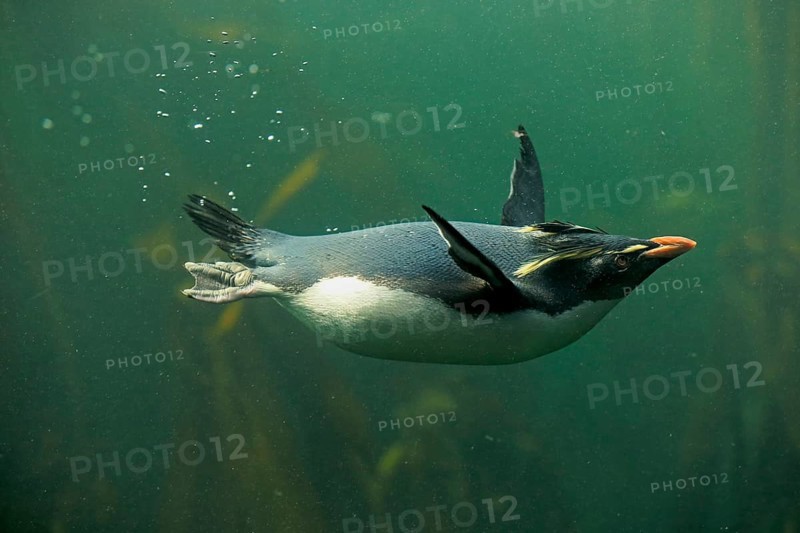 Southern rockhopper penguin