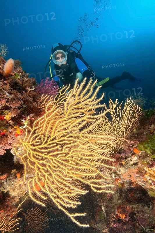 Diver and mediterranean fan coral