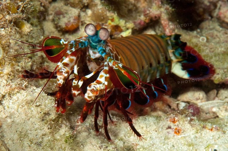 Peacock mantis shrimp