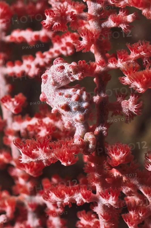 Bargibant's seahorse