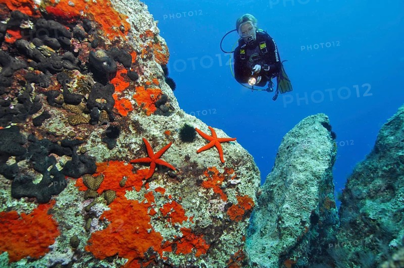 Diver at reef with purple seastar