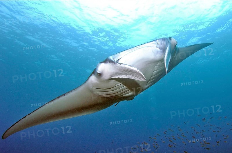 Mantaray