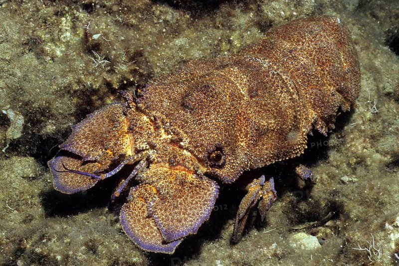 Mediterranean slipper lobster